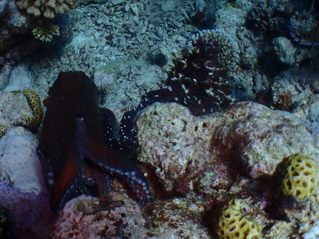 f:id:takedive1988:20200712104610j:image