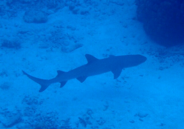 f:id:takedive1988:20200712104706j:image