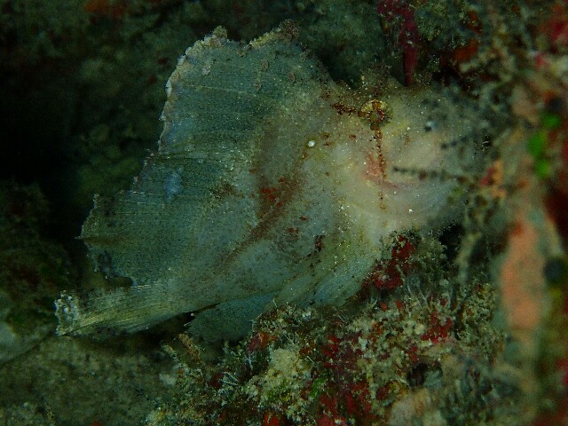 f:id:takedive1988:20200714090154j:image