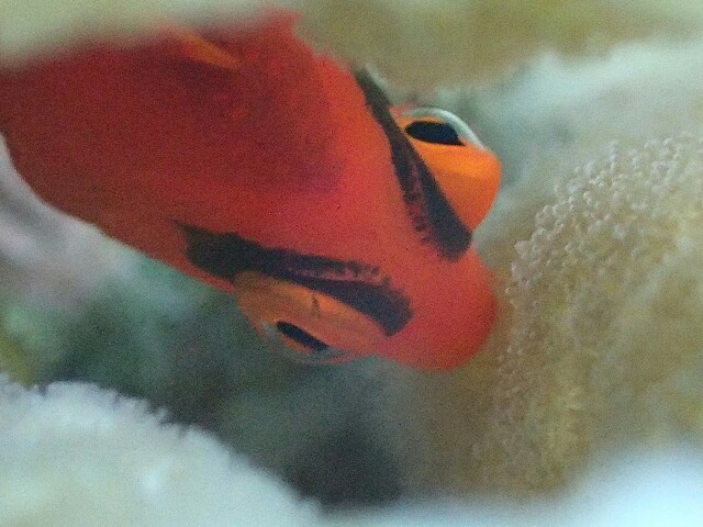 f:id:takedive1988:20200714090215j:image