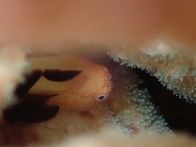 f:id:takedive1988:20200714090238j:image
