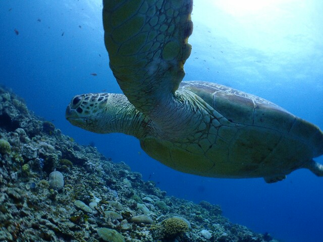 f:id:takedive1988:20200714090311j:image