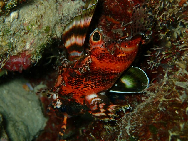 f:id:takedive1988:20200714090343j:image