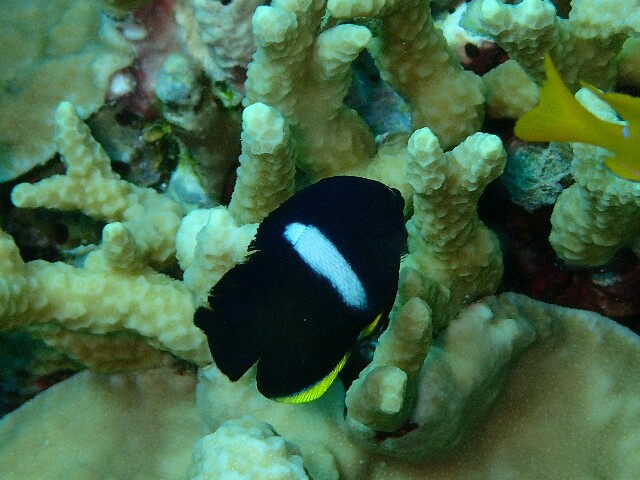 f:id:takedive1988:20200714090435j:image