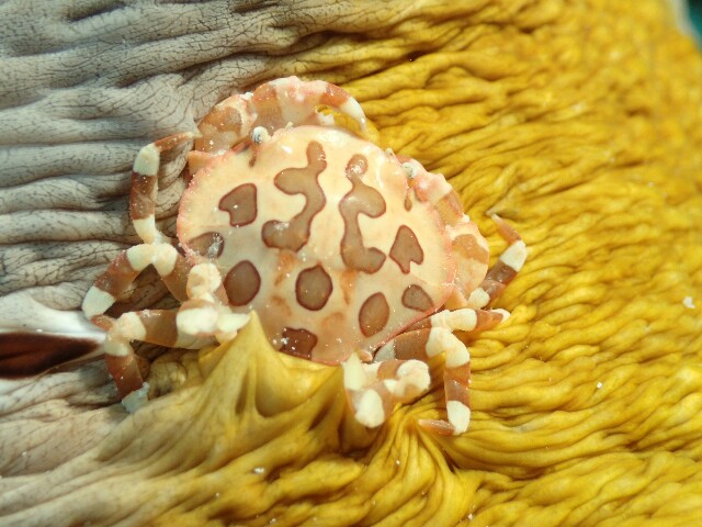 f:id:takedive1988:20200714090507j:image