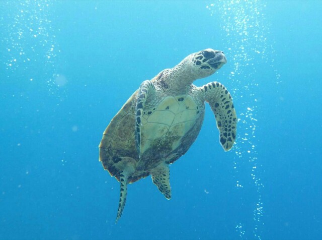 f:id:takedive1988:20200714134629j:image