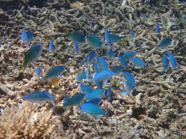 f:id:takedive1988:20200714134730j:image