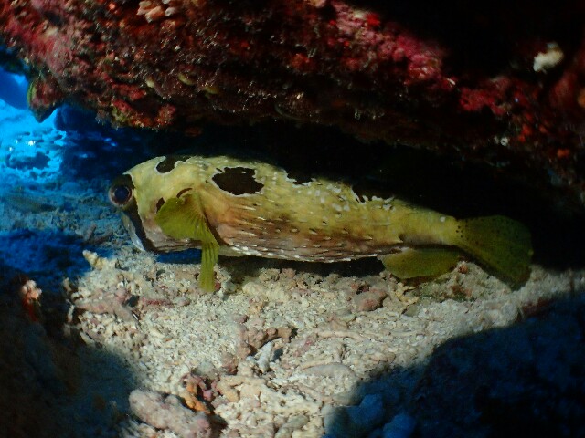 f:id:takedive1988:20200714225156j:image