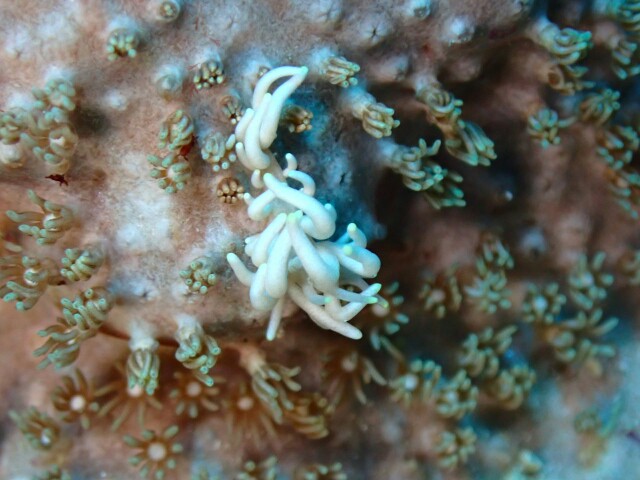 f:id:takedive1988:20200724180239j:image