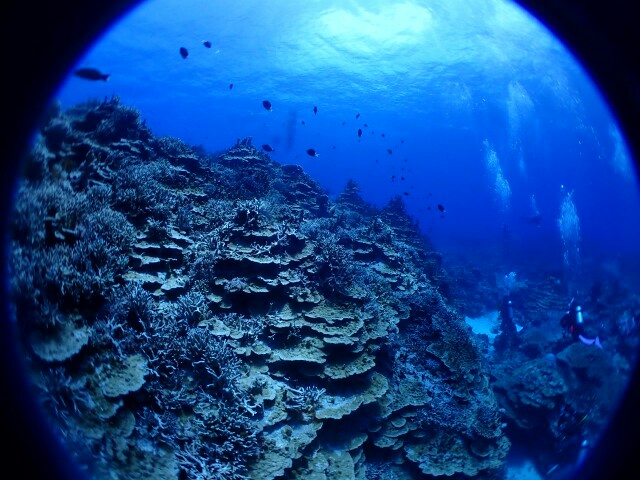 f:id:takedive1988:20200724180307j:image