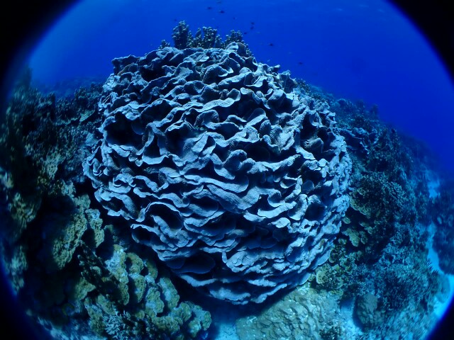 f:id:takedive1988:20200724180327j:image