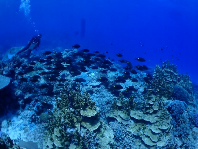 f:id:takedive1988:20200724180349j:image
