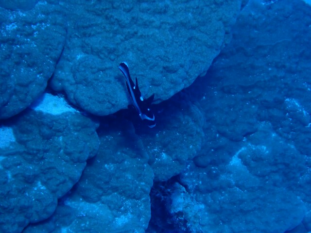 f:id:takedive1988:20200724180404j:image