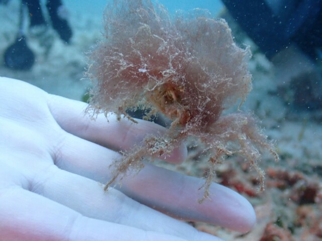 f:id:takedive1988:20200724180424j:image