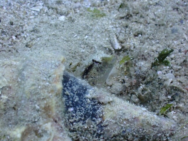 f:id:takedive1988:20200724180446j:image