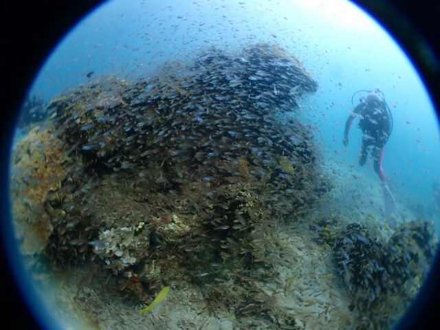 f:id:takedive1988:20200724180505j:image