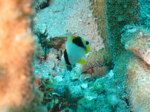 f:id:takedive1988:20200724180525j:image