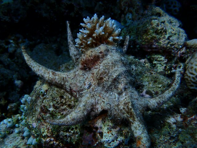 f:id:takedive1988:20200729215639j:image