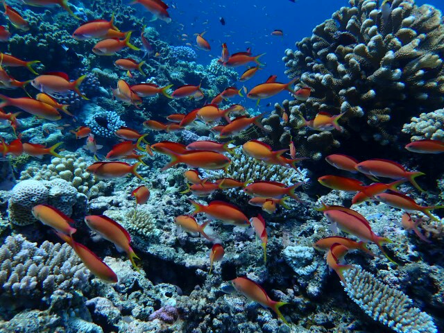 f:id:takedive1988:20200729215706j:image