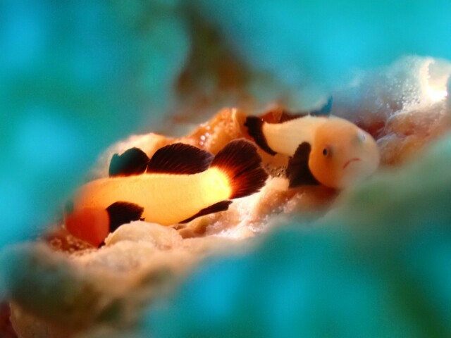 f:id:takedive1988:20200729215736j:image