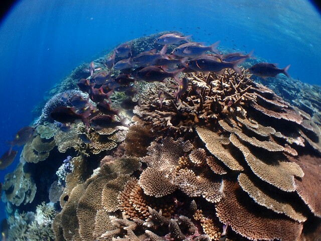 f:id:takedive1988:20200729215813j:image