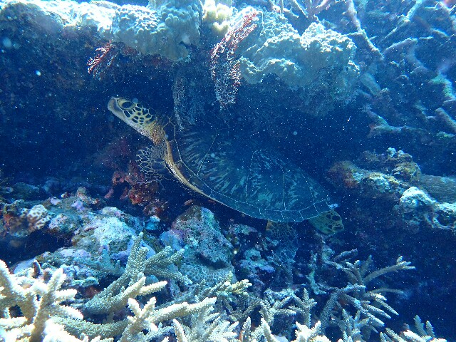 f:id:takedive1988:20200729215833j:image