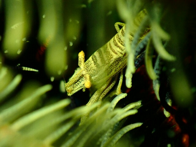 f:id:takedive1988:20200729215907j:image