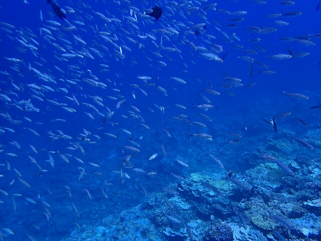 f:id:takedive1988:20200730223317j:image