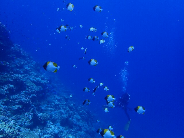 f:id:takedive1988:20200730223356j:image