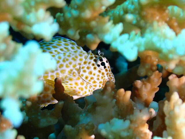 f:id:takedive1988:20200730223458j:image