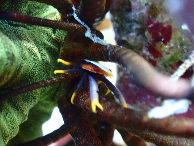 f:id:takedive1988:20200730223830j:image