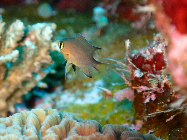 f:id:takedive1988:20200730223917j:image