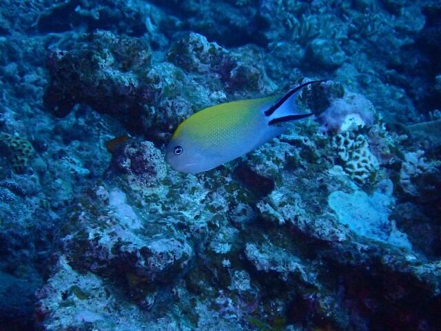 f:id:takedive1988:20200807090928j:image