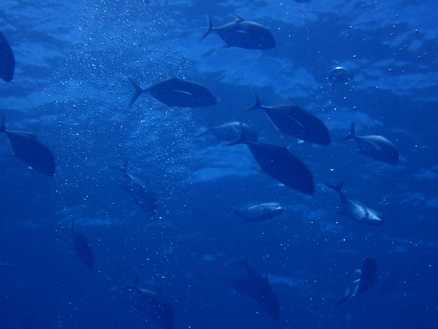 f:id:takedive1988:20200808220439j:image