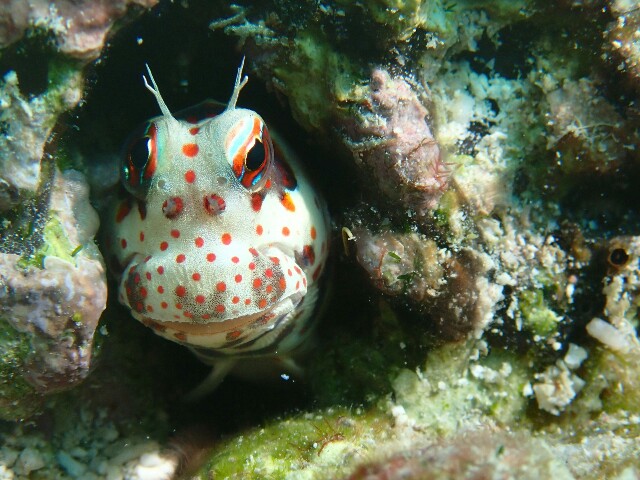 f:id:takedive1988:20200816083541j:image