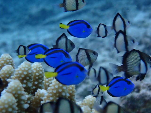 f:id:takedive1988:20200817214947j:image