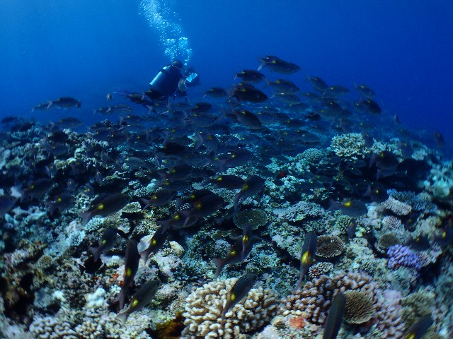 f:id:takedive1988:20200825220118j:image