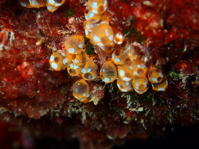 f:id:takedive1988:20200825220138j:image