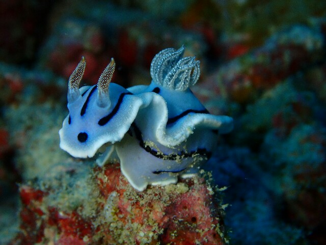 f:id:takedive1988:20200827224722j:image
