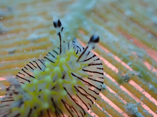 f:id:takedive1988:20200913204706j:image f:id:takedive1988:20200913204706j:image