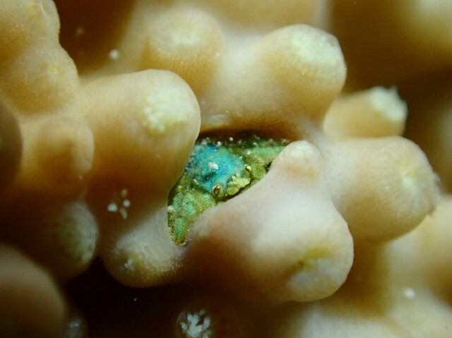 f:id:takedive1988:20200913204751j:image f:id:takedive1988:20200913204751j:image
