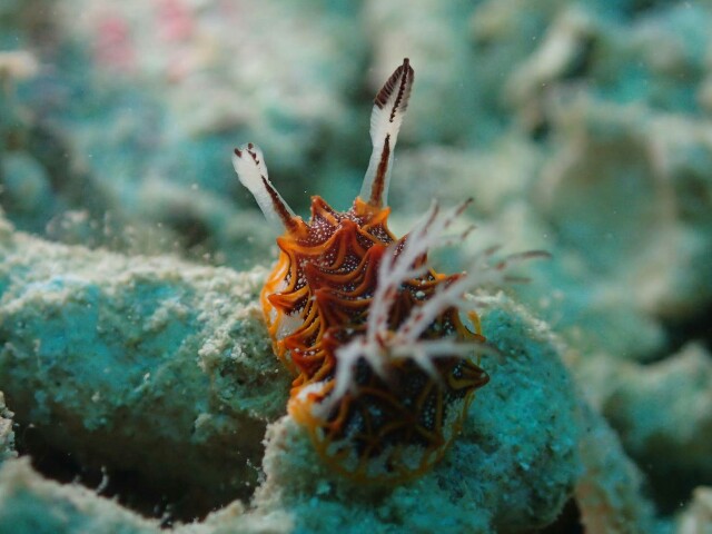f:id:takedive1988:20200913204841j:image f:id:takedive1988:20200913204841j:image