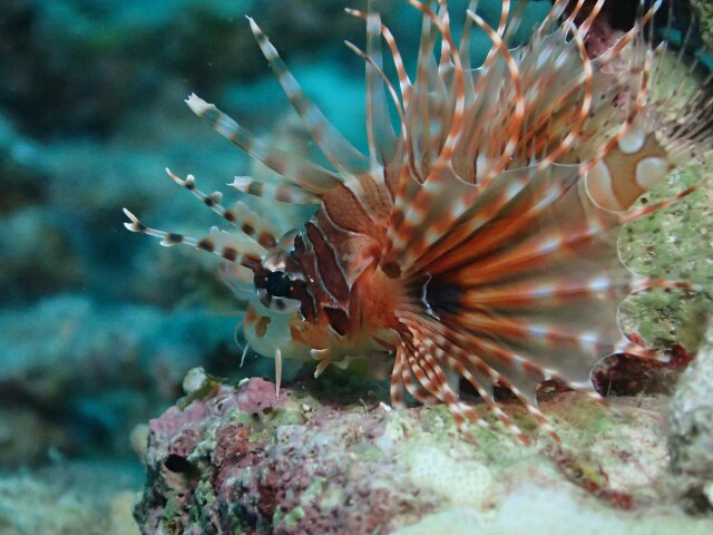 f:id:takedive1988:20200913204923j:image f:id:takedive1988:20200913204923j:image