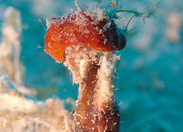 f:id:takedive1988:20200913213125j:image f:id:takedive1988:20200913213125j:image