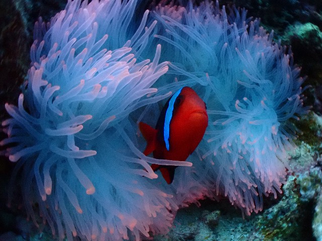 f:id:takedive1988:20200913213229j:image f:id:takedive1988:20200913213229j:image