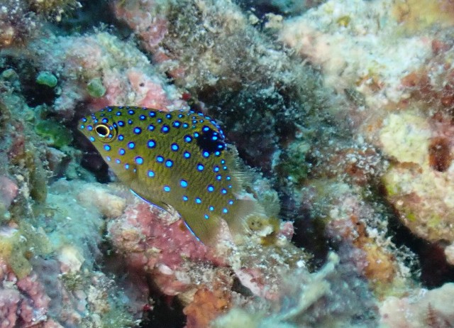 f:id:takedive1988:20200913213355j:image f:id:takedive1988:20200913213355j:image