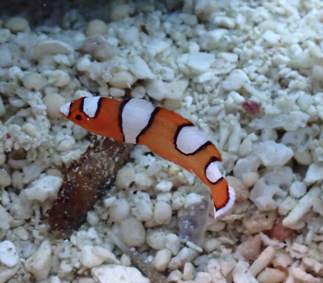 f:id:takedive1988:20200914212306j:image f:id:takedive1988:20200914212306j:image