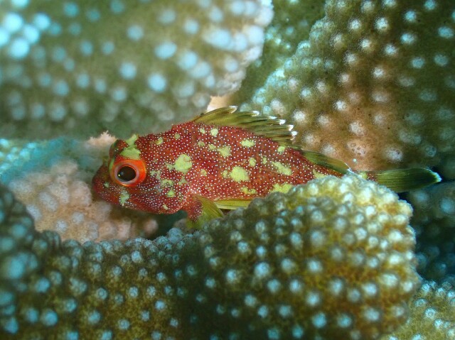 f:id:takedive1988:20200914212333j:image f:id:takedive1988:20200914212333j:image