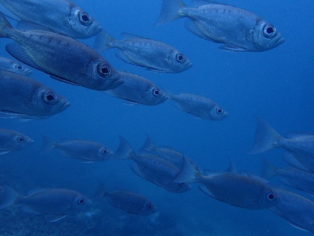f:id:takedive1988:20200914213354j:image f:id:takedive1988:20200914213354j:image