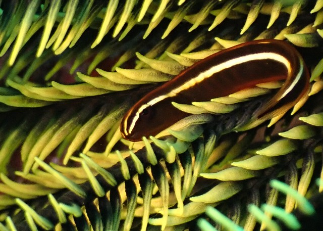 f:id:takedive1988:20200914213552j:image f:id:takedive1988:20200914213552j:image